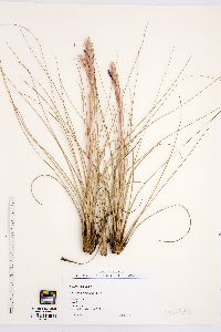 Tillandsia bartramii image