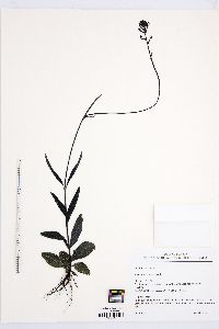 Buchnera floridana image