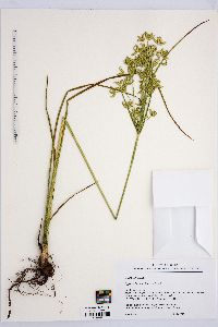 Cyperus lecontei image