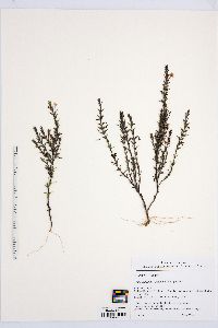 Gratiola hispida image