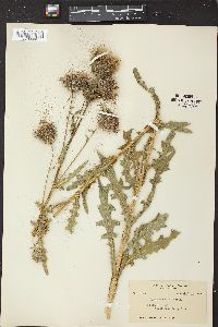 Cirsium edule image