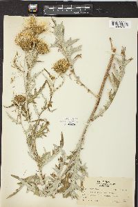 Cirsium palousense image