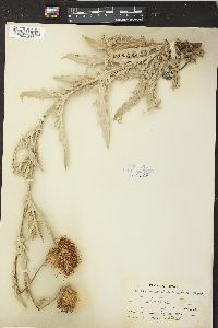 Cirsium undulatum image