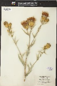 Cirsium undulatum image