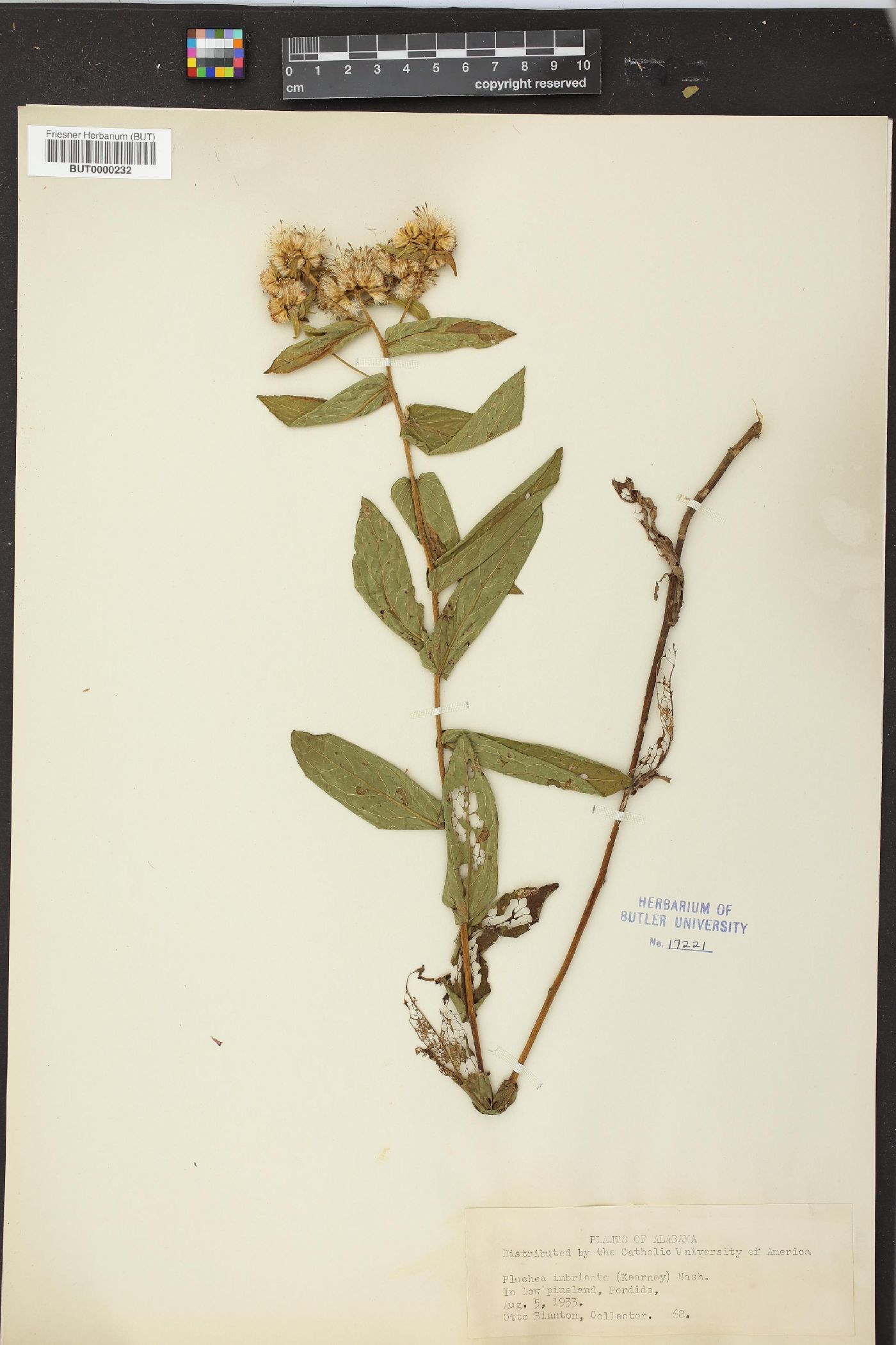 Pluchea imbricata image