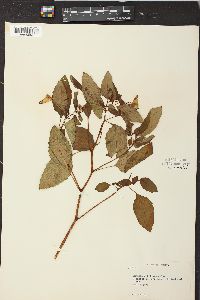 Impatiens biflora image