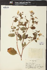 Impatiens biflora image