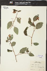 Impatiens biflora image