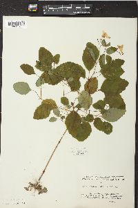 Impatiens biflora image