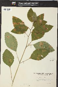 Impatiens biflora image