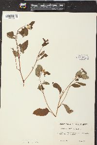 Impatiens biflora image