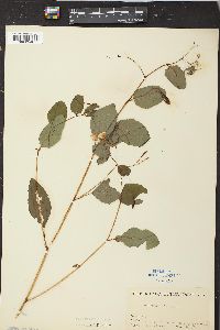 Impatiens biflora image