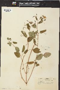 Impatiens biflora image