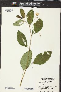 Impatiens pallida image