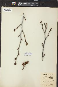 Alnus alnobetula image