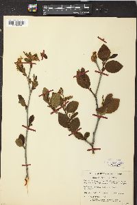 Alnus crispa image