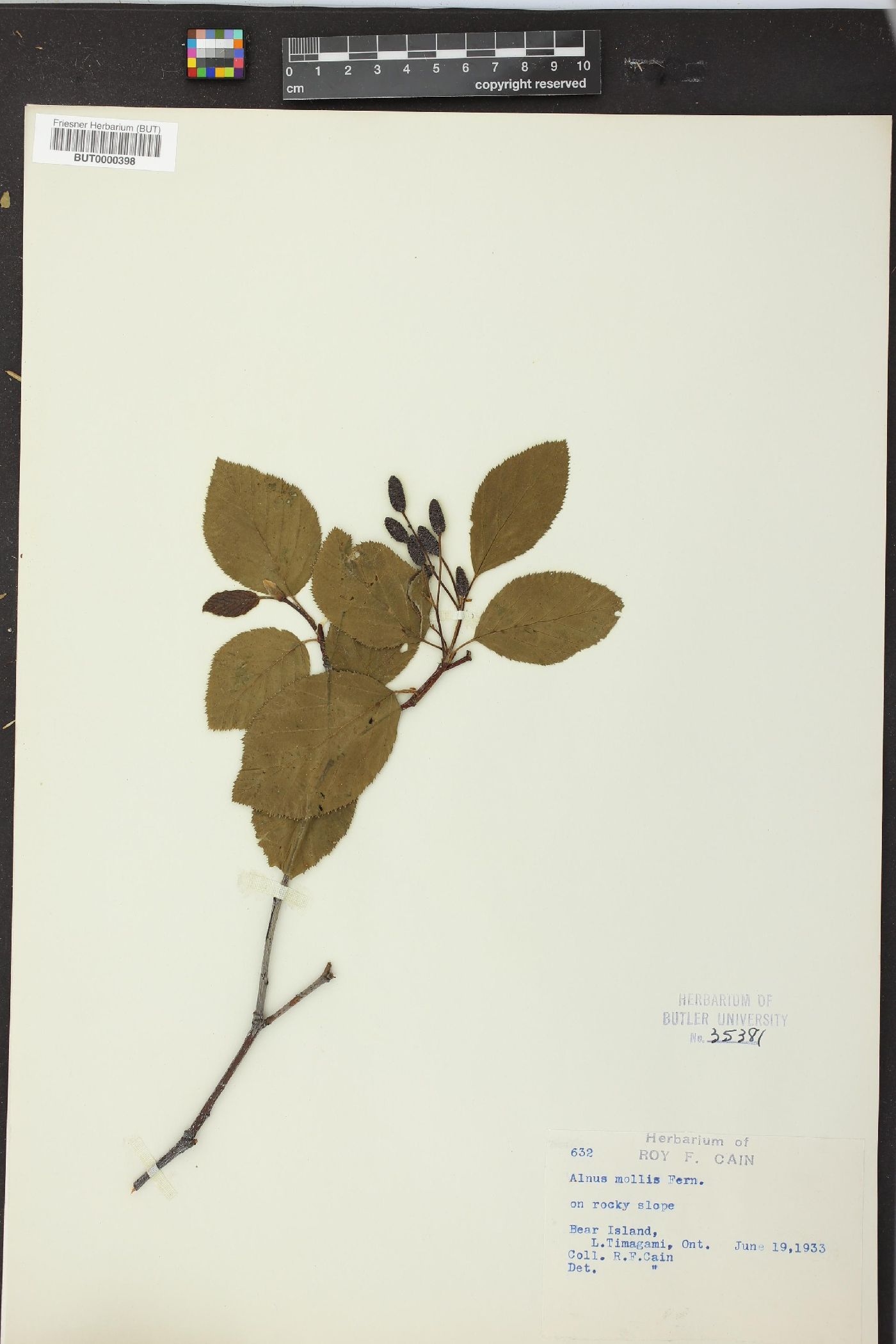 Alnus mollis image