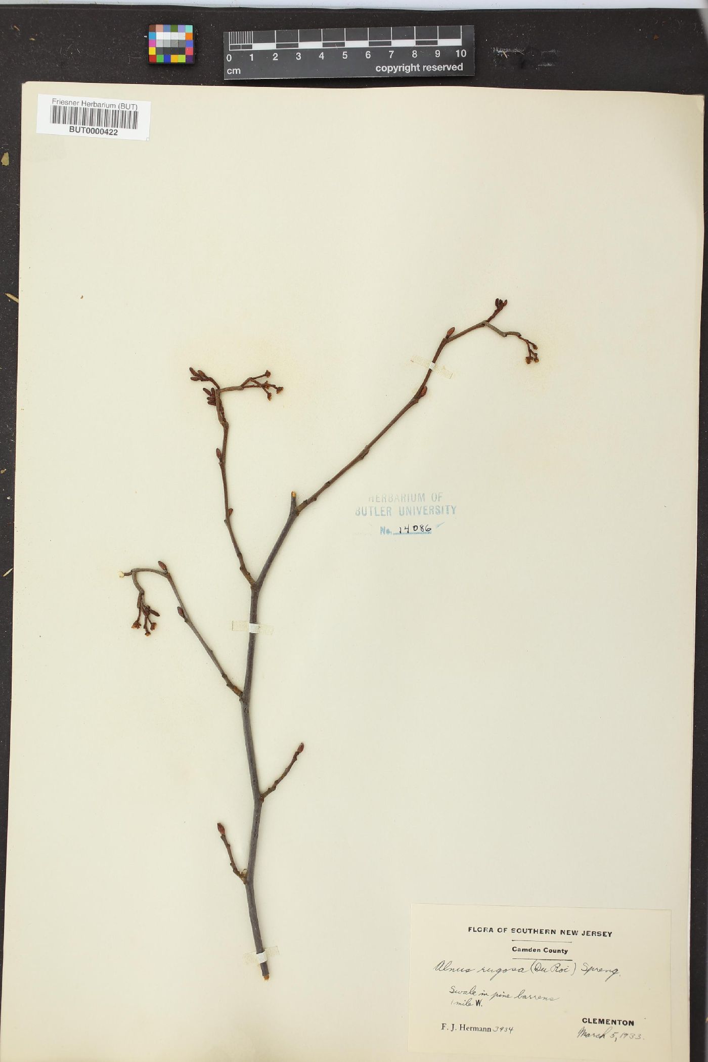 Alnus rugosa image