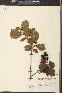 Alnus rugosa image