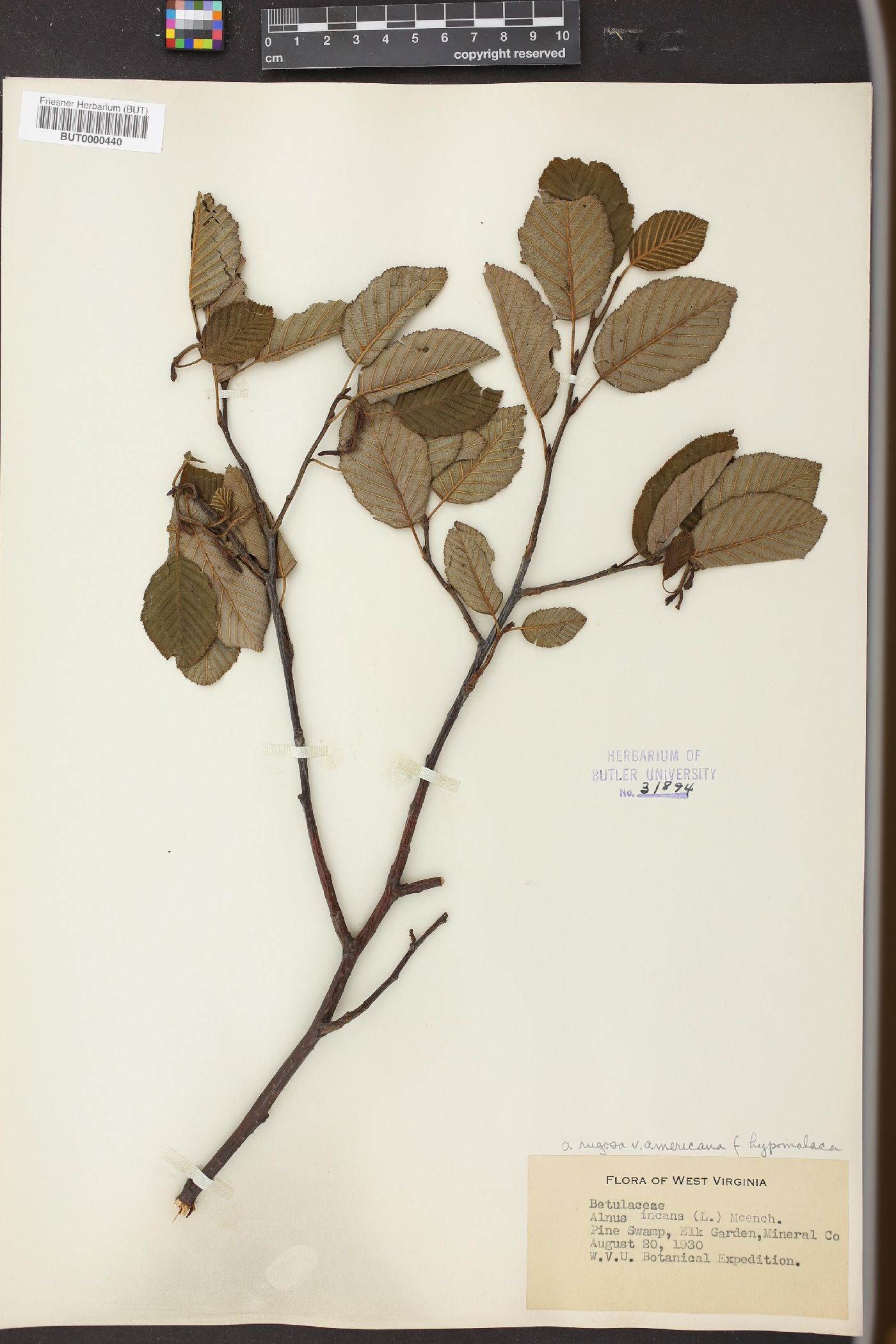 Alnus rugosa var. americana image