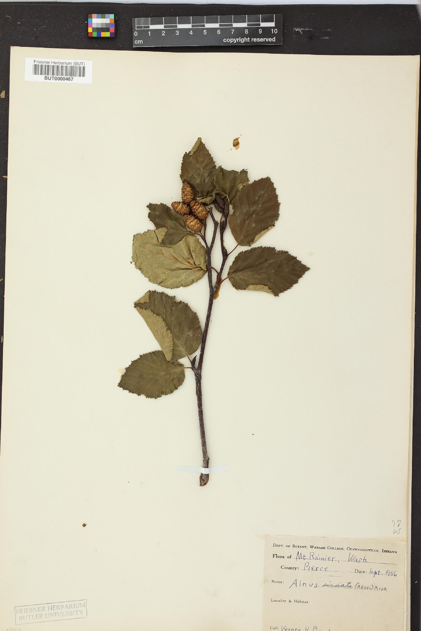 Alnus sinuata image