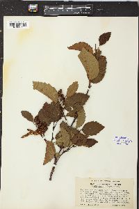 Alnus sinuata image