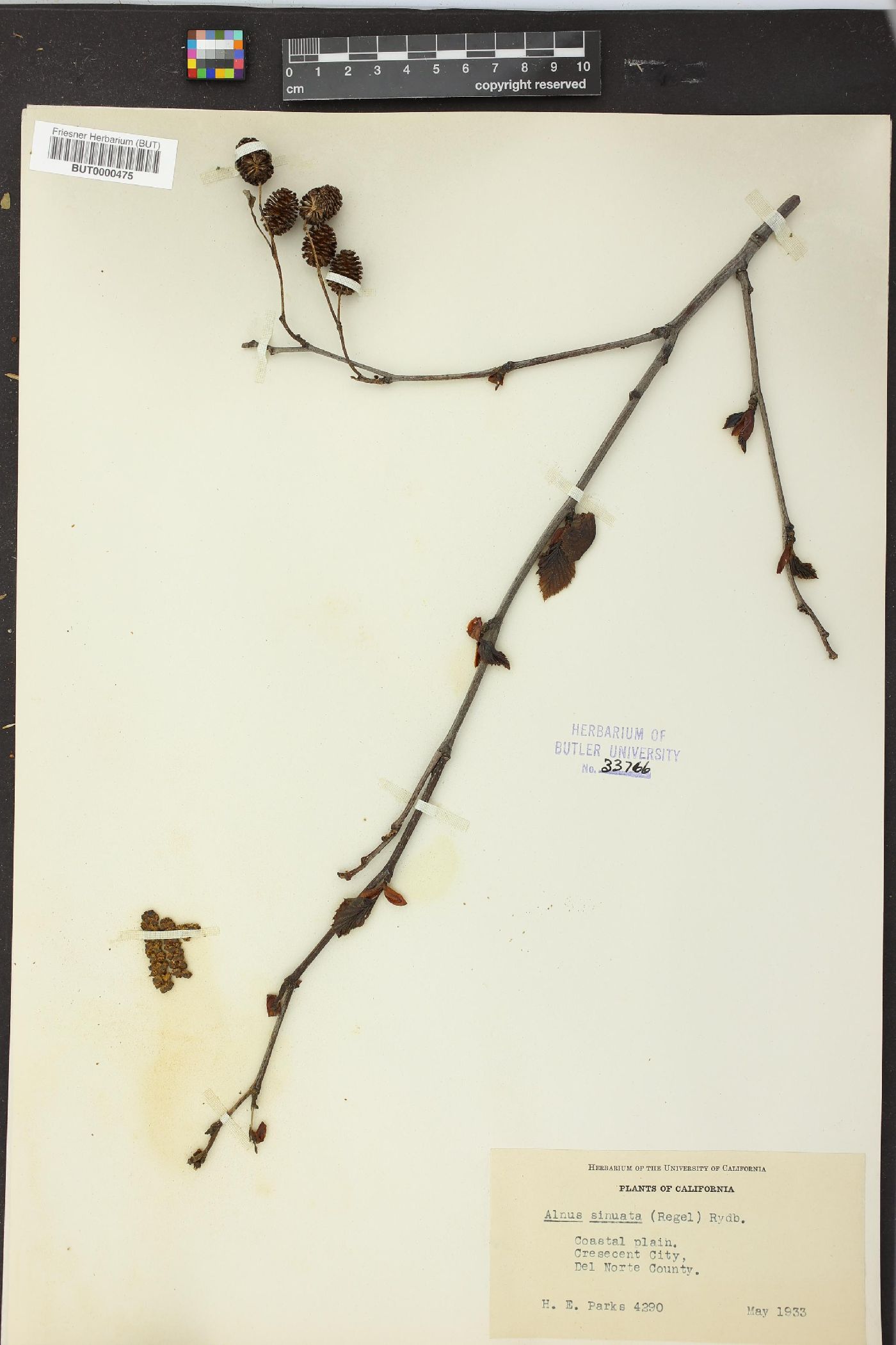 Alnus sinuata image