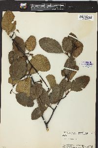 Alnus incana subsp. tenuifolia image