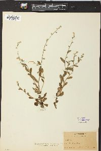 Myosotis macrosperma image