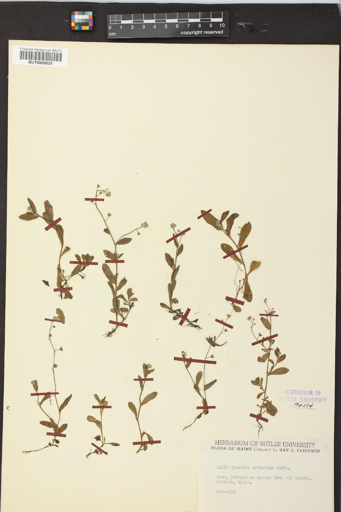 Myosotis sylvatica image