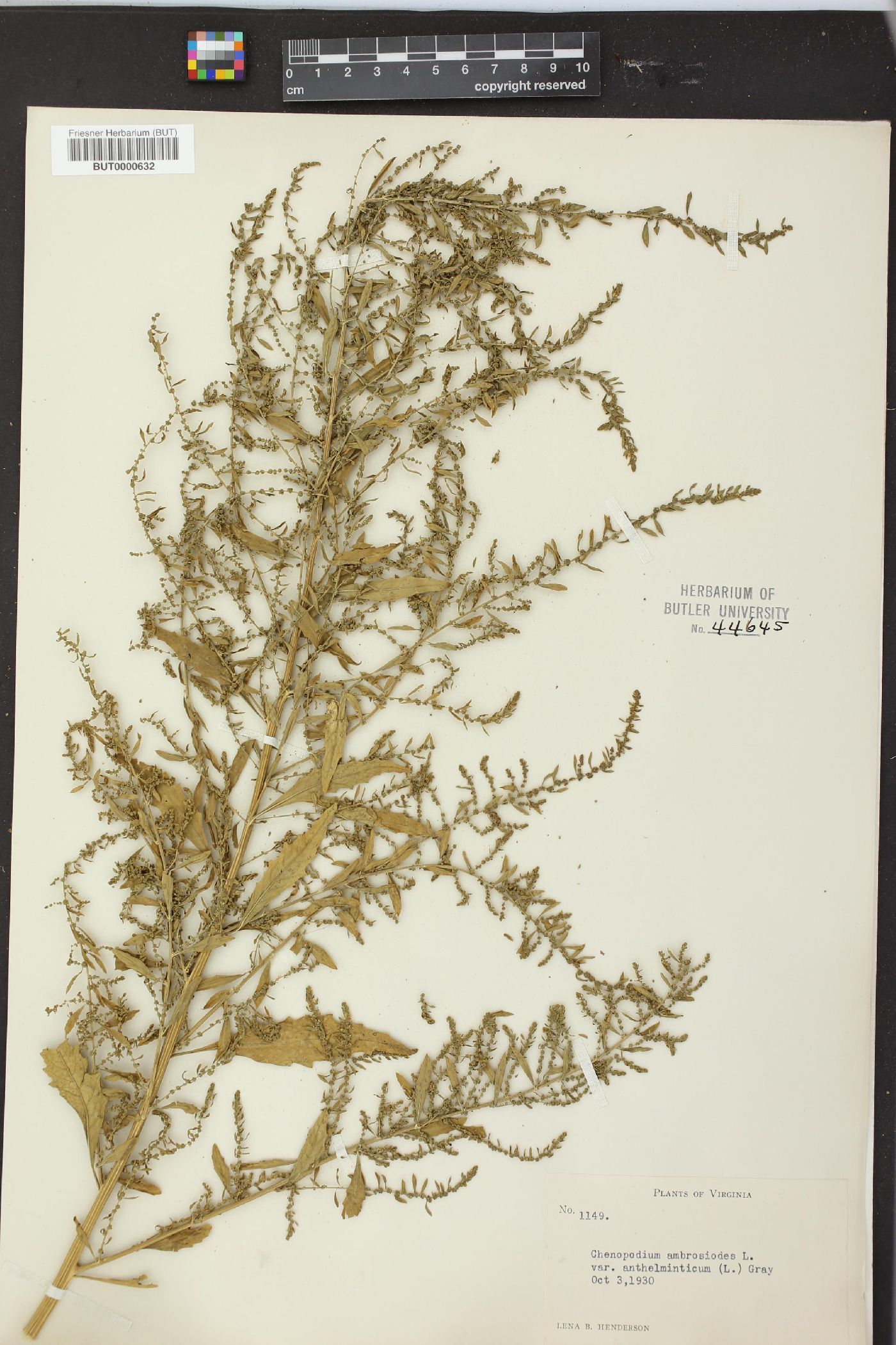 Dysphania anthelmintica image