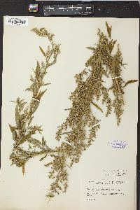 Chenopodium berlandieri image