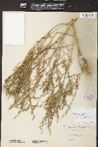Chenopodium pallescens image