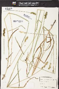 Carex aggregata image