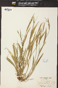 Carex anceps image