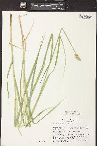 Carex alopecoidea image