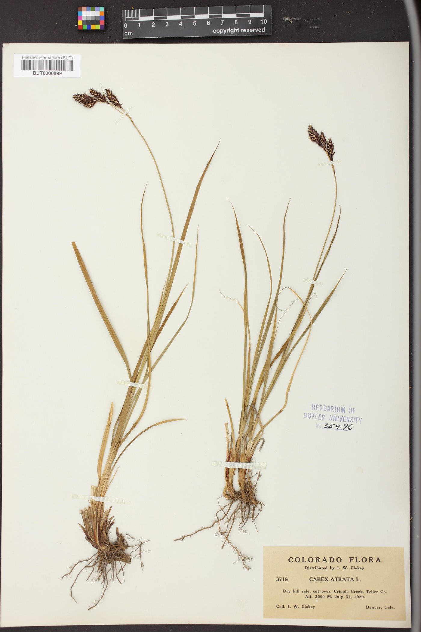 Carex atrata image