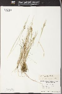 Carex aurea image