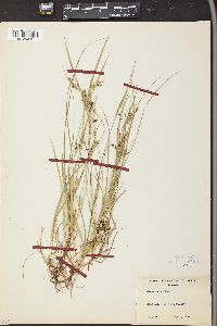 Carex aurea image