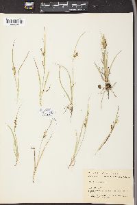 Carex aurea image