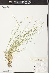 Carex bebbii image