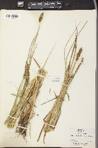 Carex breviligulata image