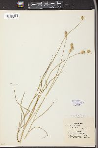 Carex brittoniana image