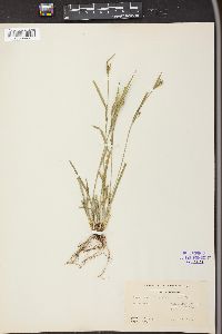 Carex crebriflora image