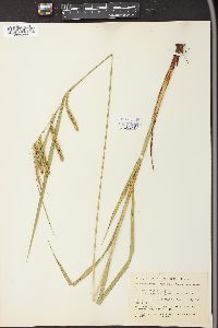 Carex crinita var. gynandra image