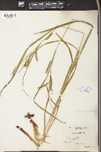 Carex crinita var. minor image