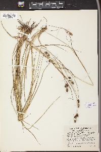 Carex bushii image