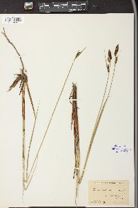 Carex buxbaumii image