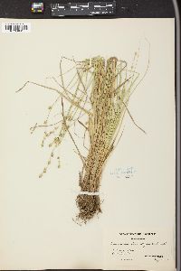 Carex canescens var. disjuncta image