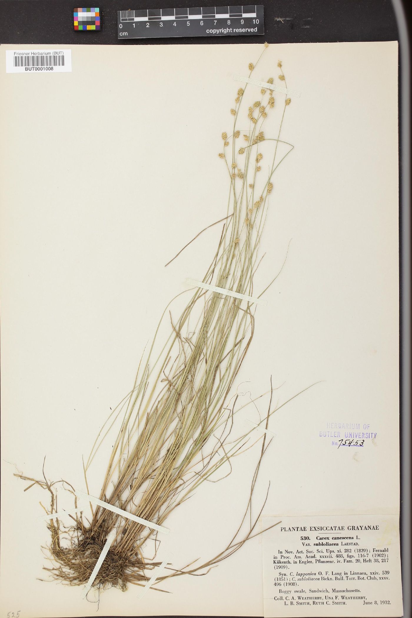 Carex canescens var. subloliacea image